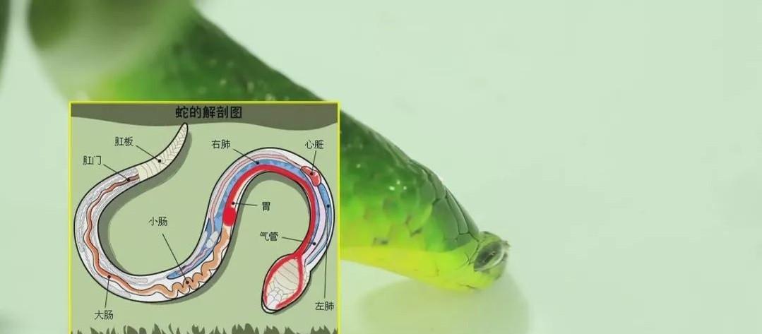 没水怎么办_响尾蛇_时候_温度