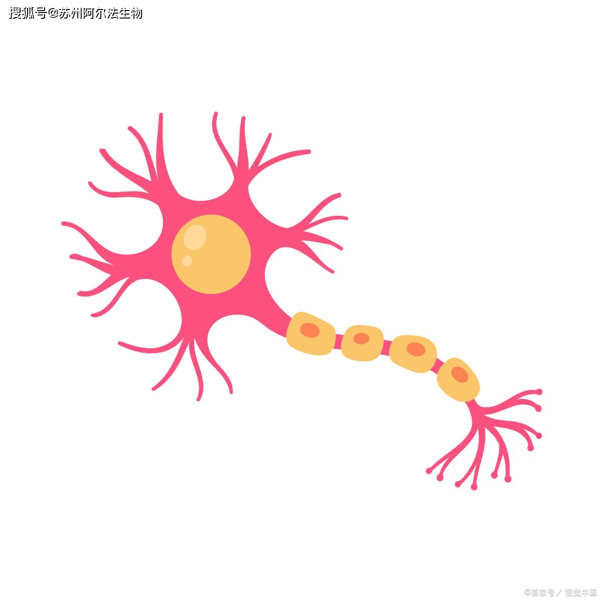 感觉神经元神经元的类型感觉神经元感觉神经元的细胞体位于背根神经节