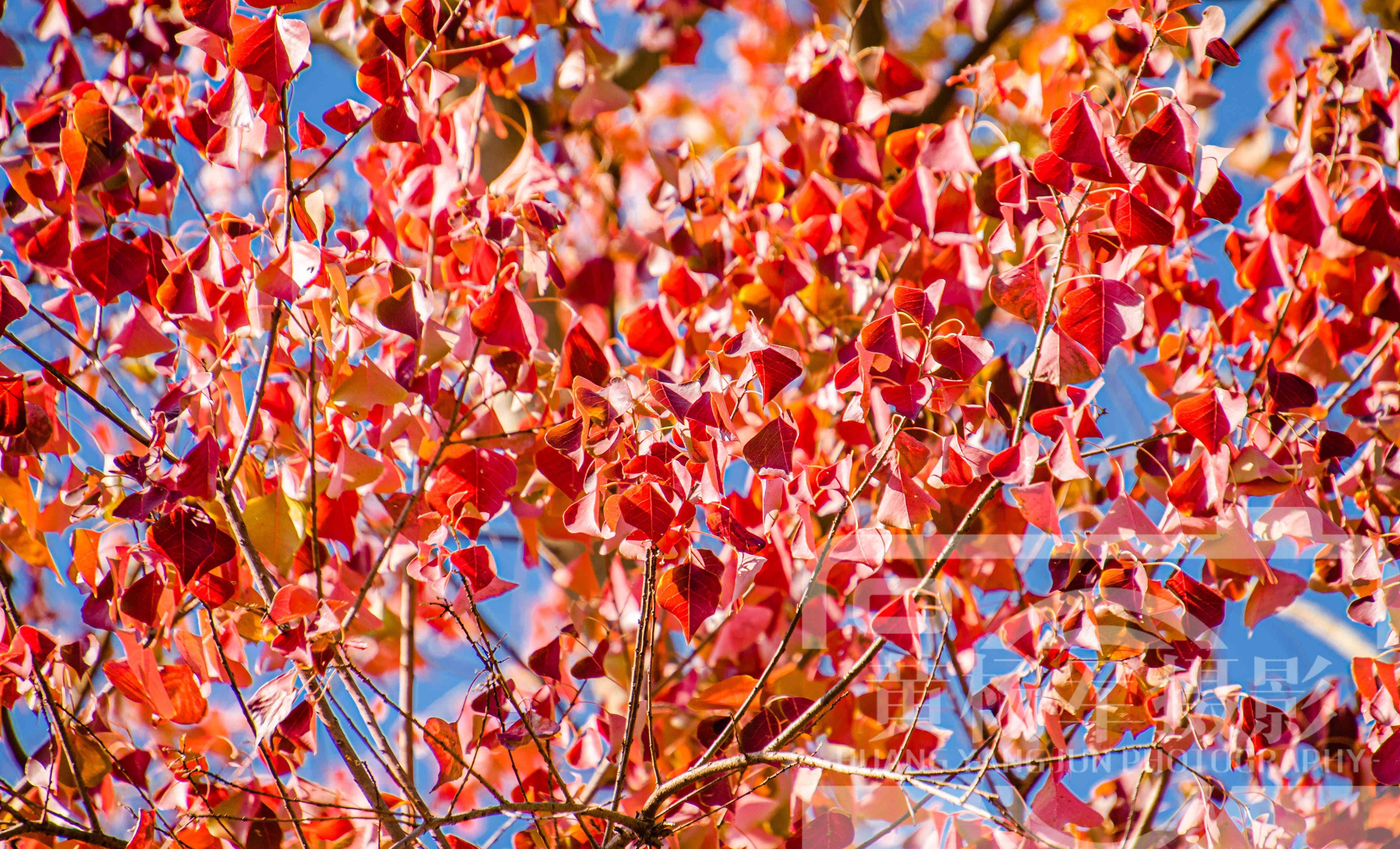 蓝天下红艳别致的乌桕叶,十二月的乌桕树美丽的乡村景色