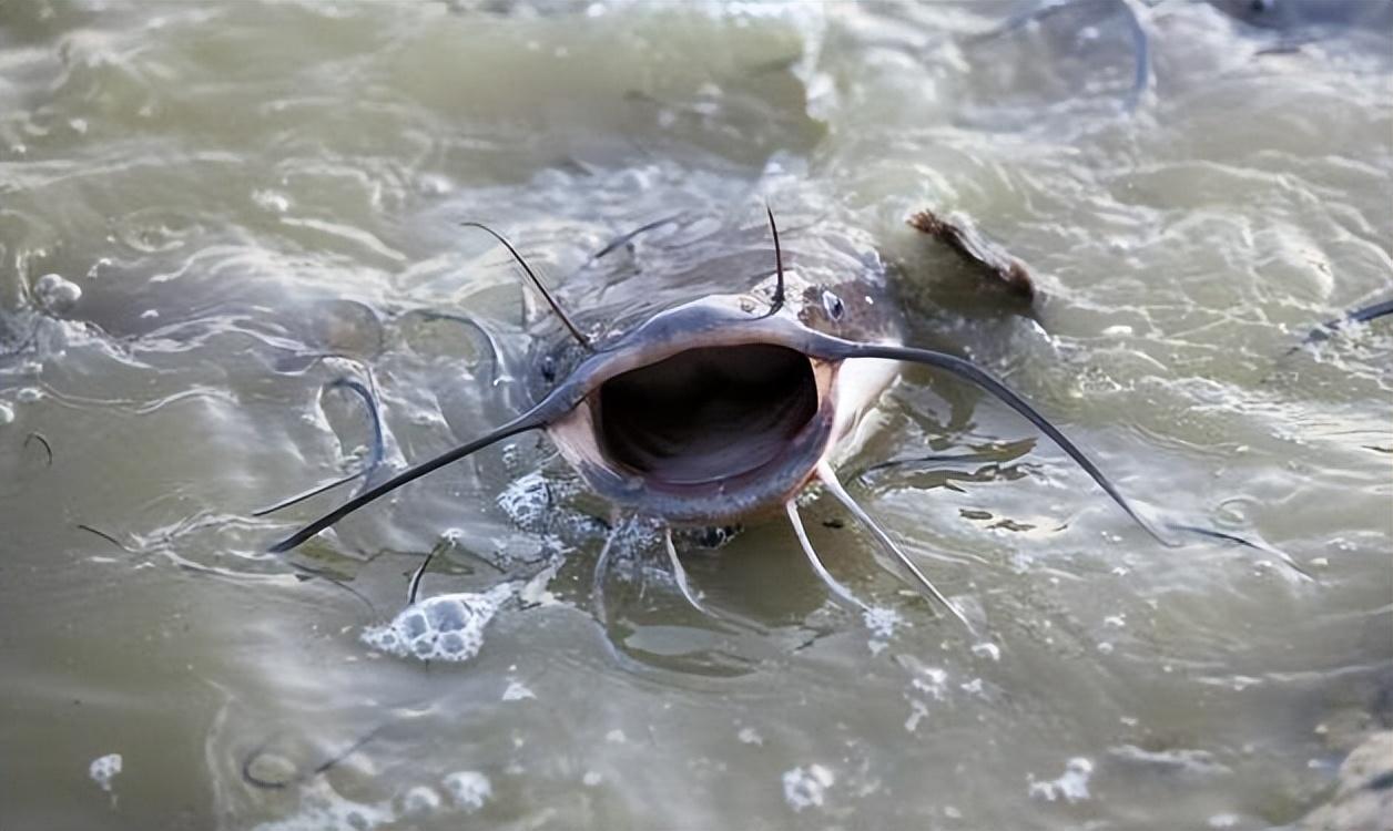 放25000条鲶鱼,死20000条鲶鱼,就这么不靠谱吗?_生态_生命_常州