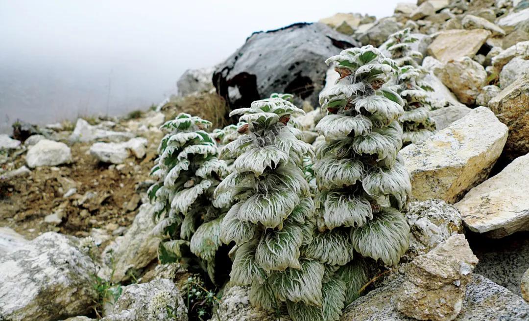 高山流石滩,这里的花比任何地方都美丽_植物_碎石_植被