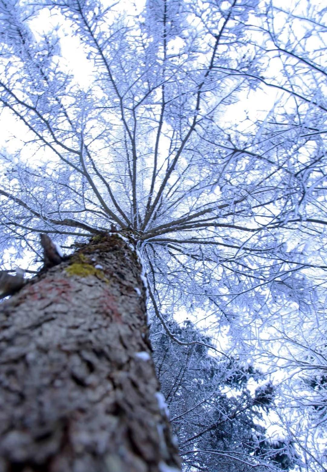 山上冰雪树图片图片