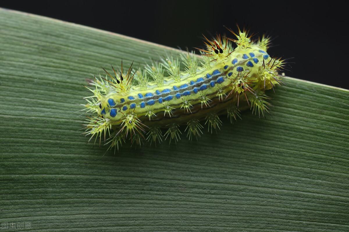 家中常见～却叫不上名字的昆虫～大集合 防治妙招_蟑螂_蜘蛛_体长