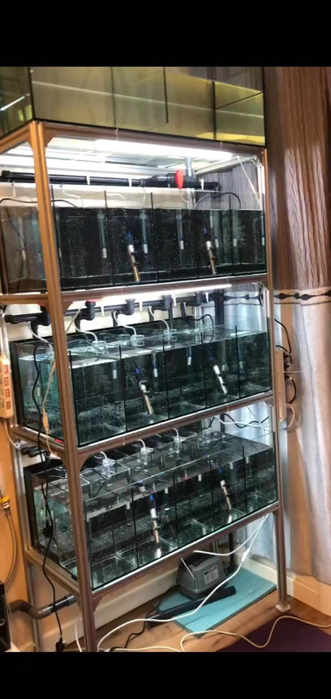 孔雀鱼系统缸是啥样的,对观赏鱼有啥好处,听听张哥怎么说_养殖_鱼缸