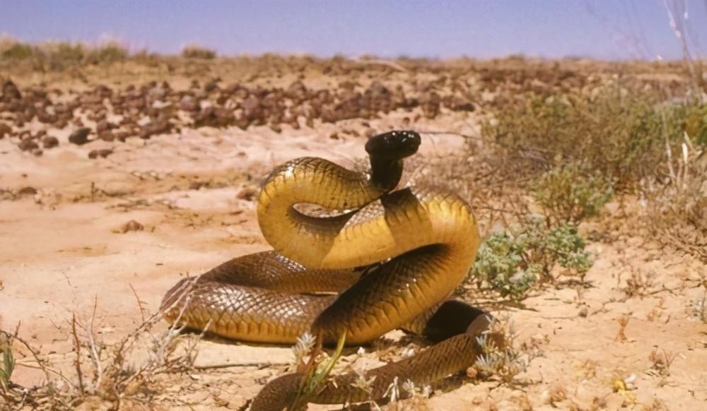 "无双毒皇"内陆太攀蛇终究是"王"蛇的口粮_毒性_动物_人类