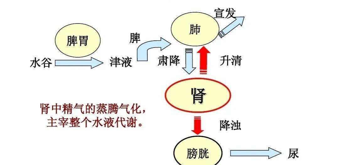 激发肺肾功能,帮助健康呼吸,提高免疫力_邪气_动作_人体