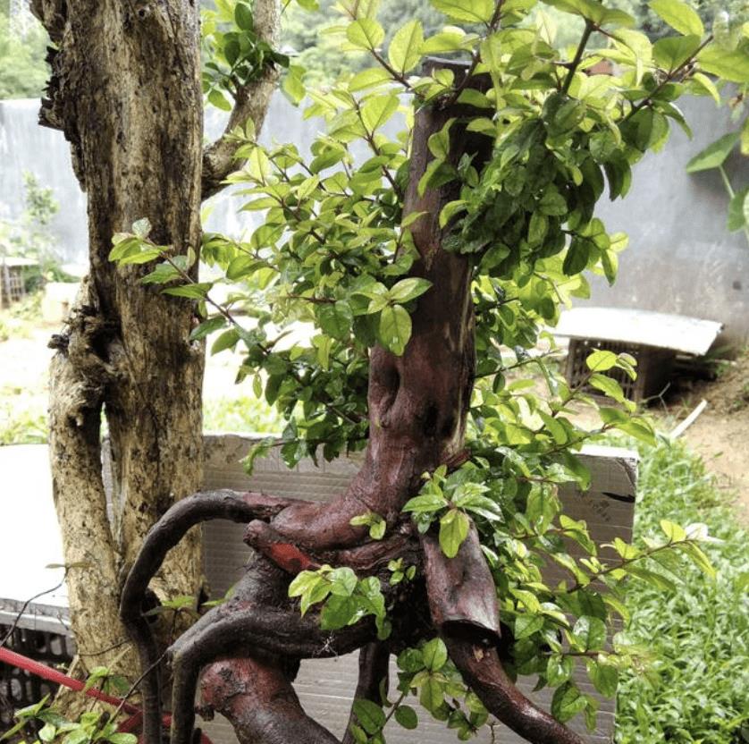 若我们种植完雀梅,一般10-20天,植株就会长出来新芽了,将雀梅下山桩移