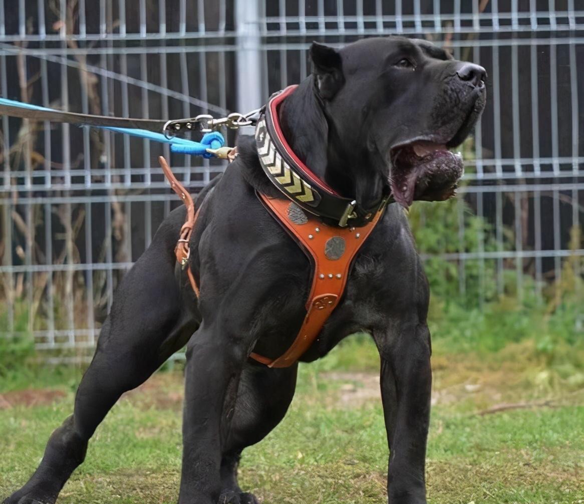 斗犬往事之猛犬风云二十年,真正的猛犬拥有不屈的意志