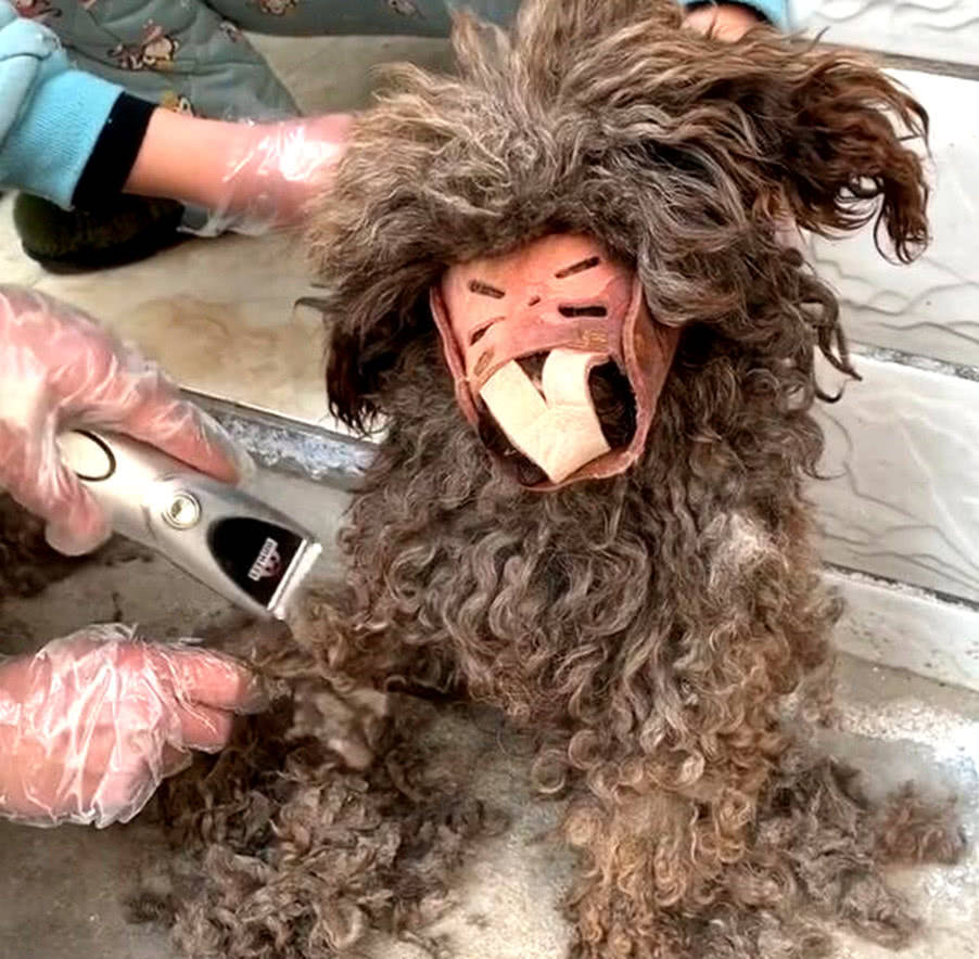 一位土生土长的妇女看到了一只哈巴狗,就把它带回家