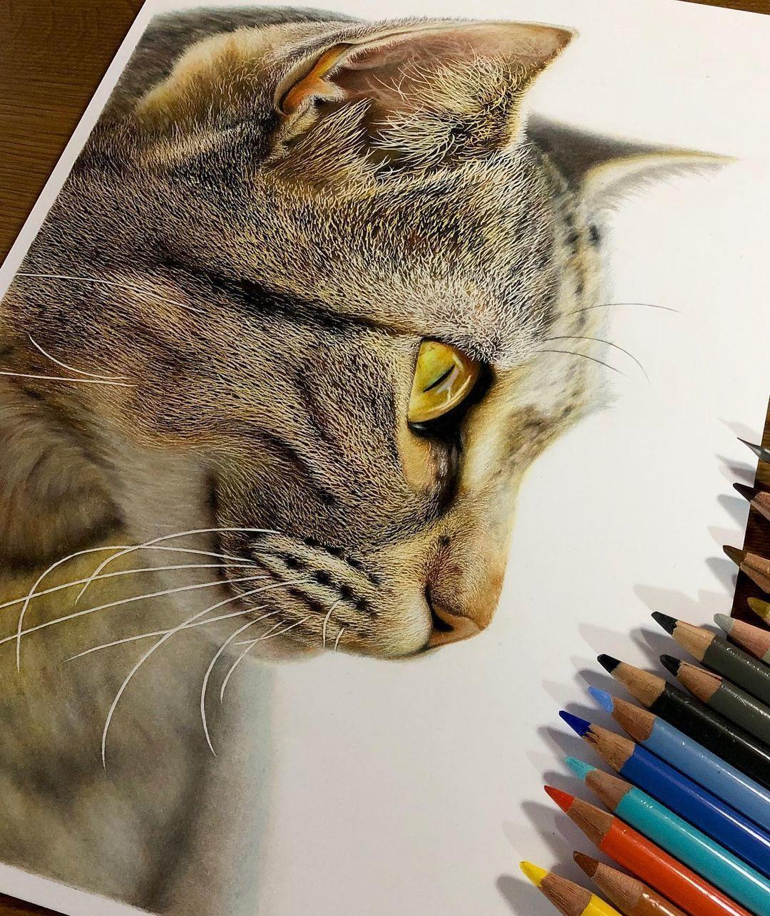 20岁小伙用彩铅，画出超写实的猫，网友：真想摸上一把_手机搜狐网