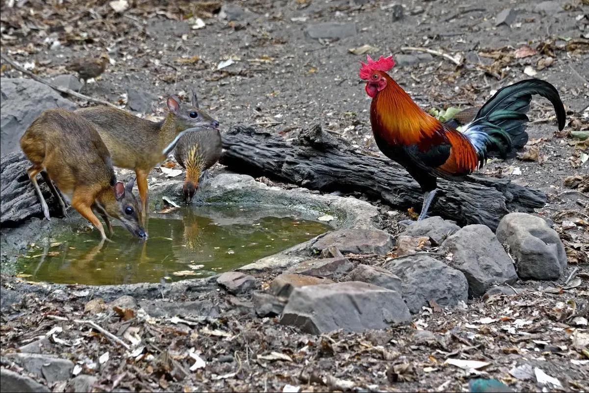 小鼷鹿:比兔子还小,下了水就不会动,云南为它修建专用大桥_动物_体型