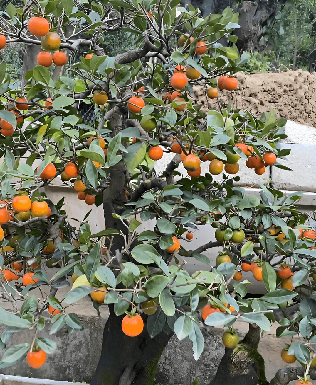 "家有金果树,子孙又发又富",每棵结金果,养好了价值翻10倍_果子_五指