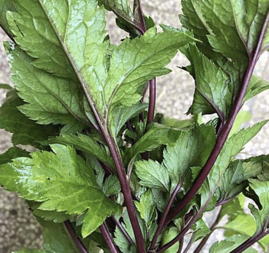 鸡肉菜别名图片