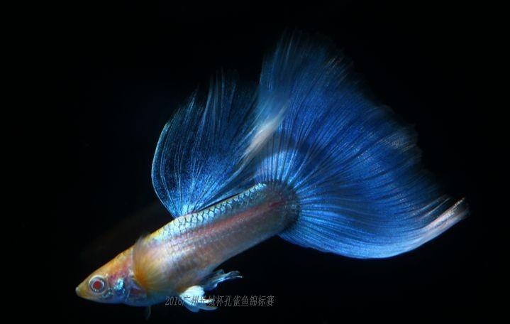 简谈孔雀鱼中深受广大鱼友喜欢的蓝尾礼服白子的选种,提纯和维系_进行