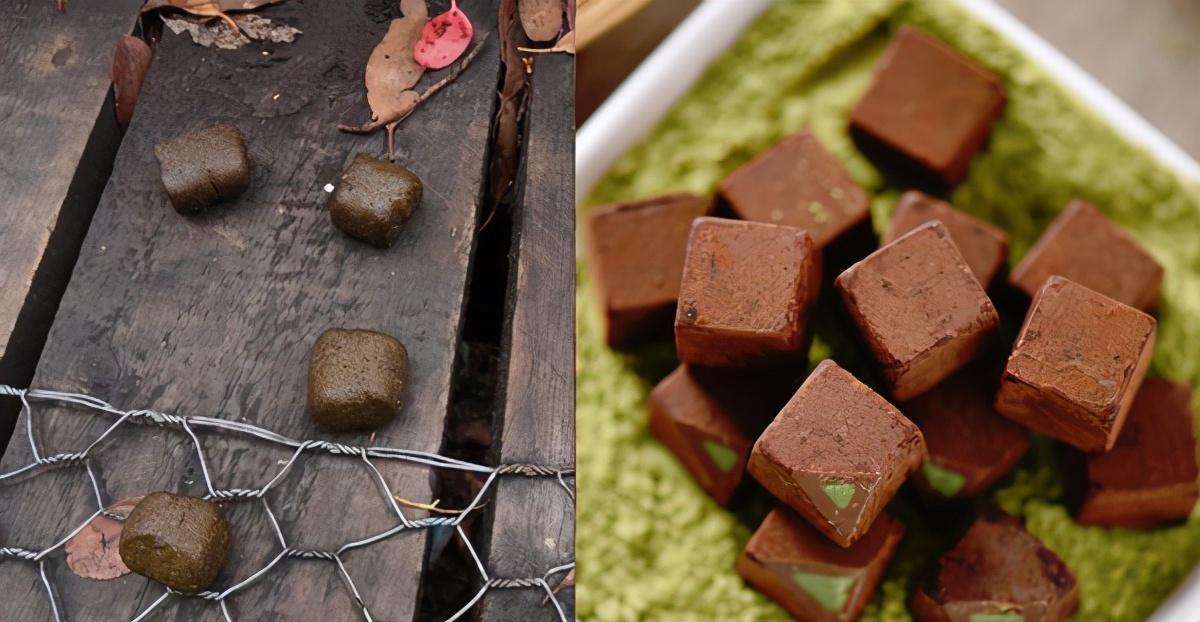 看到袋熊的方形便便,手里的巧克力突然就不香了_肠道_研究_动物