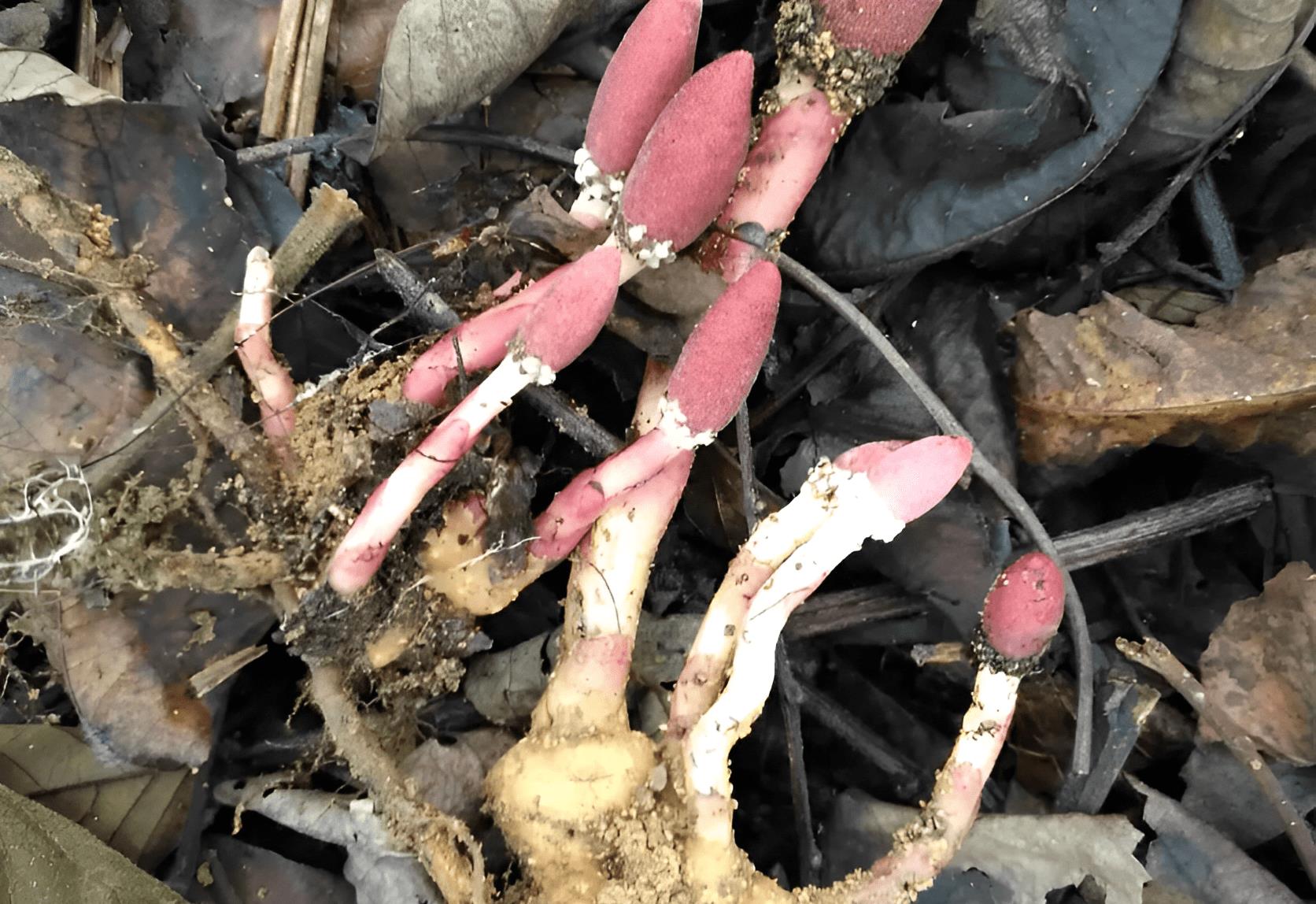 村里有1种红冬蛇菰,酷似野生菌,老人认为有毒不能吃,如今珍贵_植物