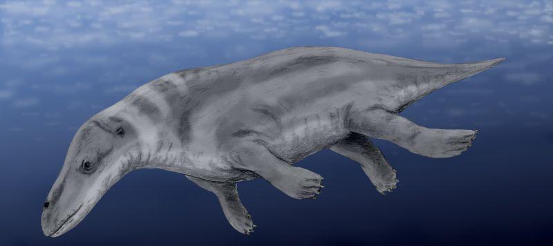 鲸鲨的祖先图片