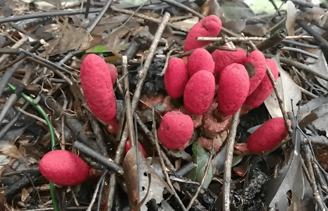 村里有1种红冬蛇菰,酷似野生菌,老人认为有毒不能吃,如今珍贵_植物