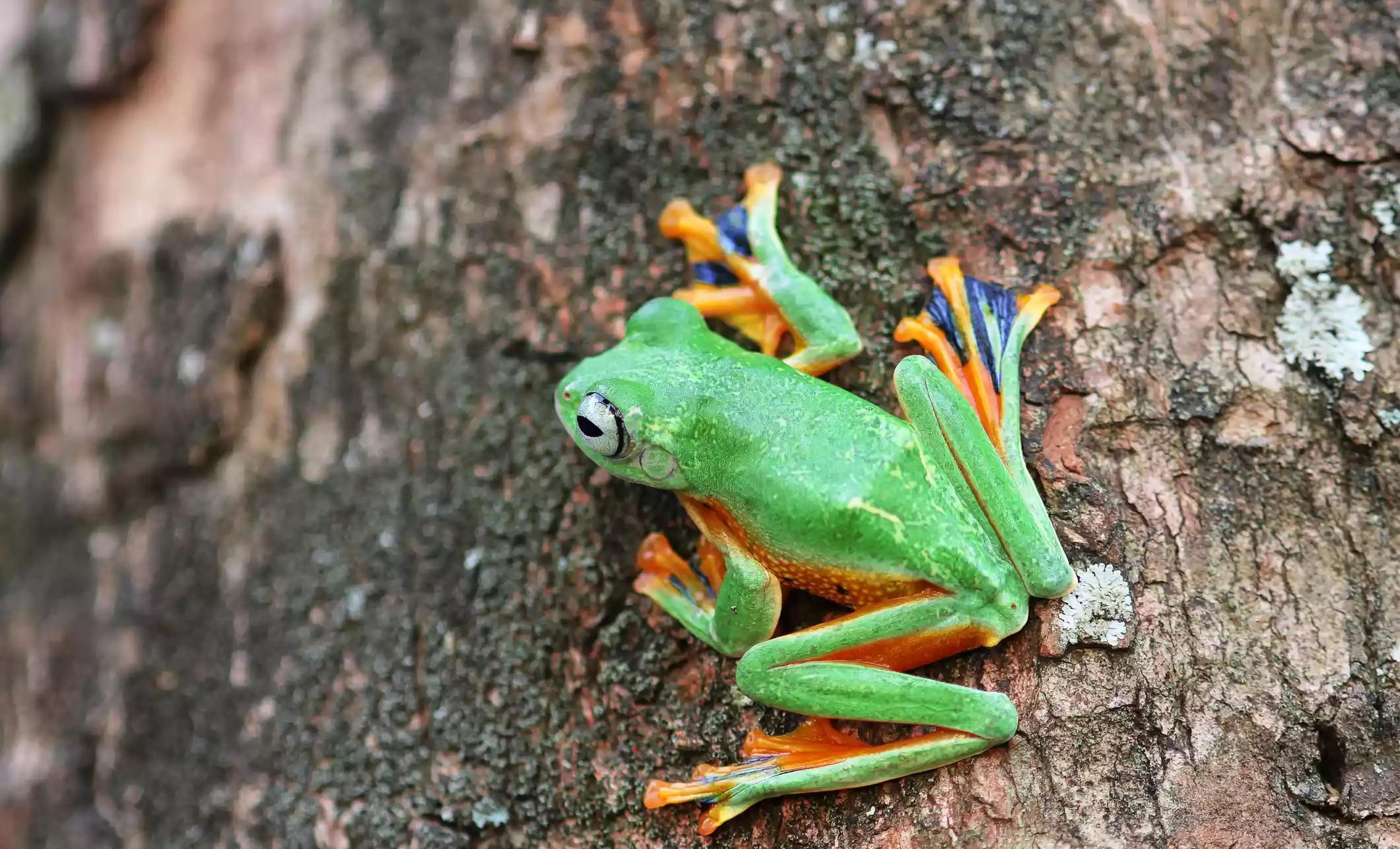 在马来西亚和婆罗洲的丛林中发现的这种物种具有独特的飞行能力.
