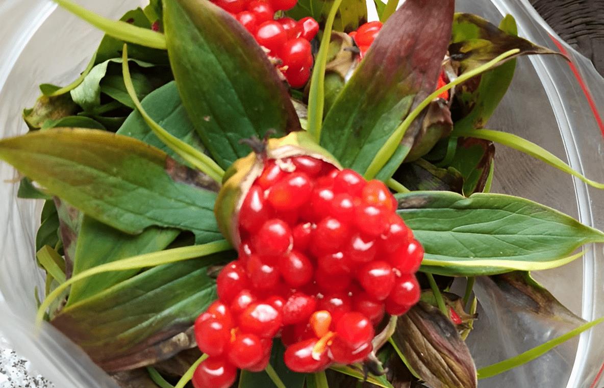 七叶一枝花还有 九道箍,枝花头,鸳鸯虫,重台草,土三七,七叶莲之称