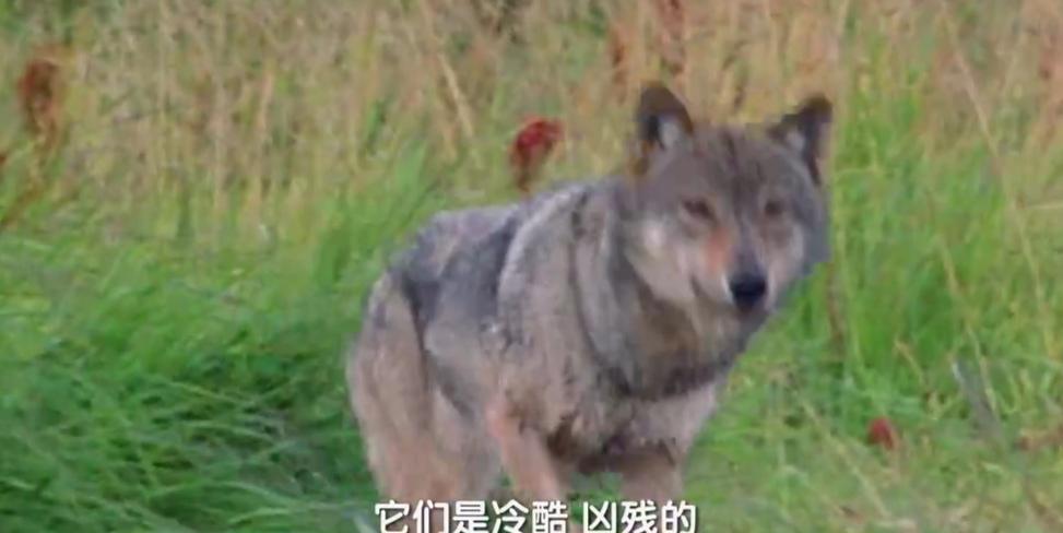 “一生一世一双狼”狼的社会结构:一夫一妻制,忠诚恩爱尊老爱幼_狼群_狼王_夫妻