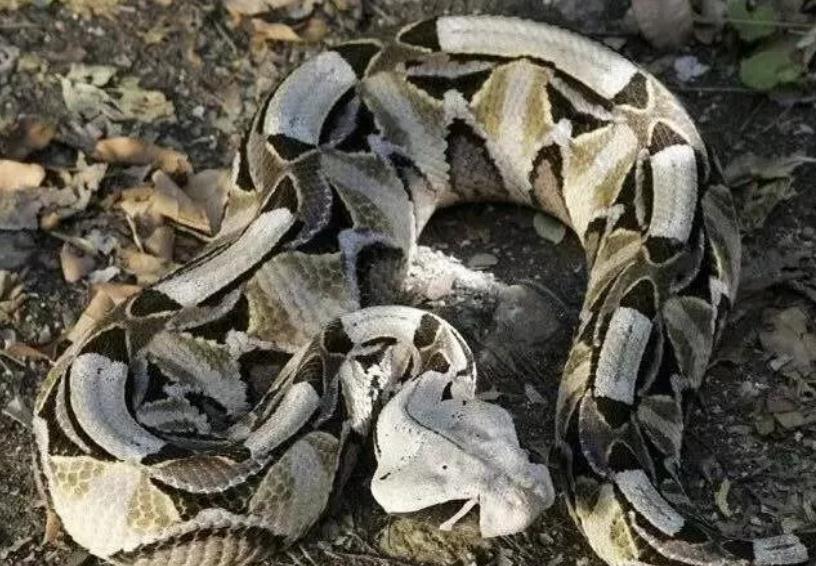 加蓬咝蝰:蛇界最肥的肥宅,体型仅次眼镜王蛇,还能如此灵活