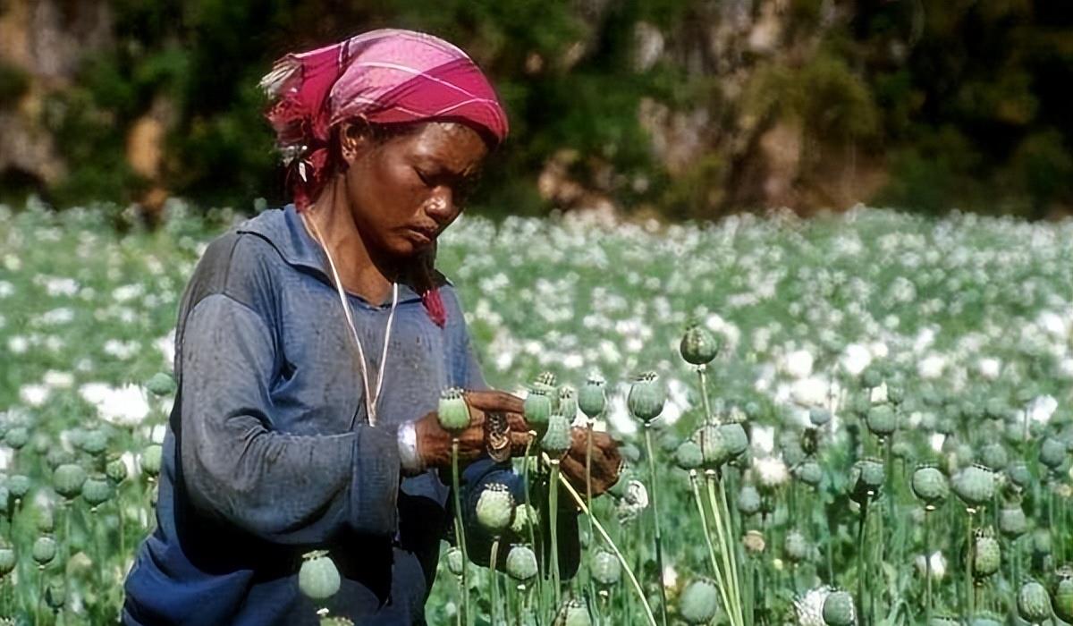 毒品_网络_图片