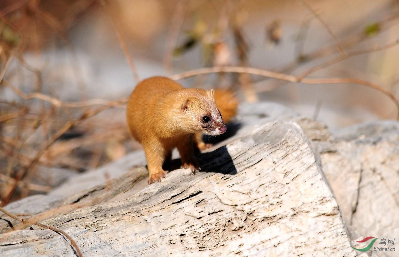 黄鼠狼怎么叫 来自搜狐网