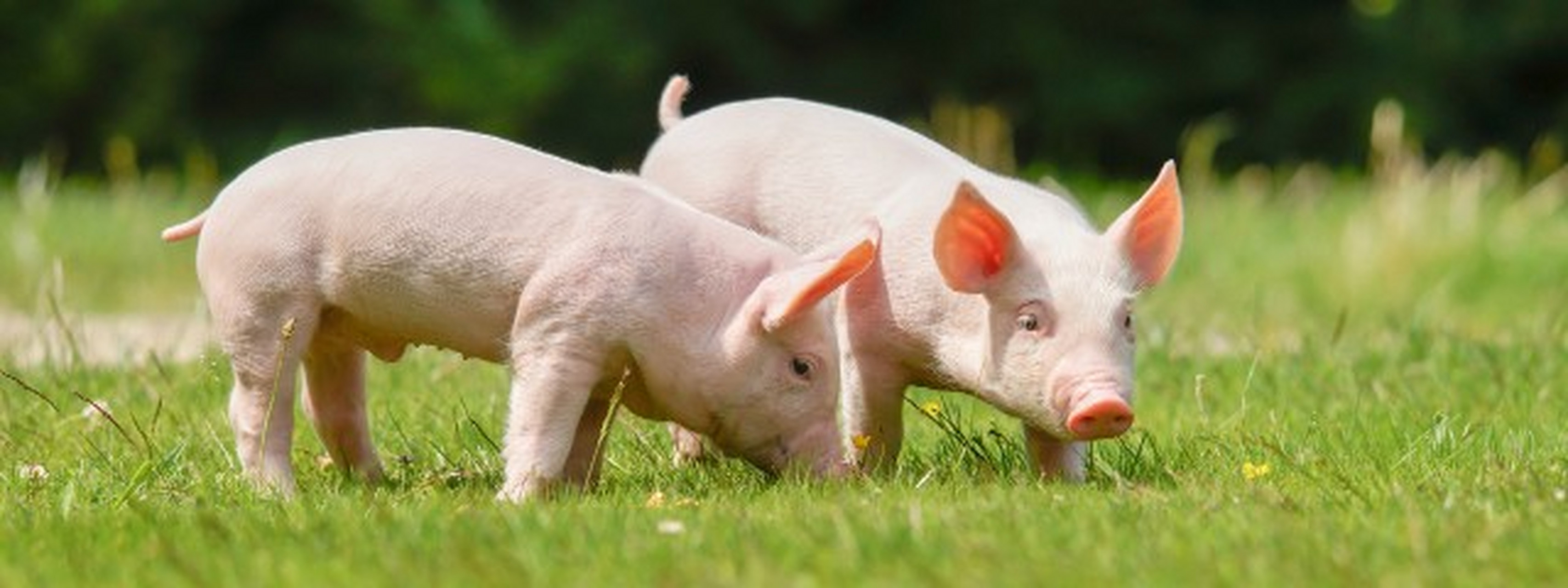 价格_生猪_股份