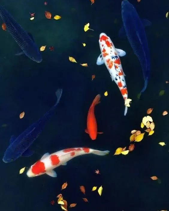 鲤鱼_吉祥_寓意