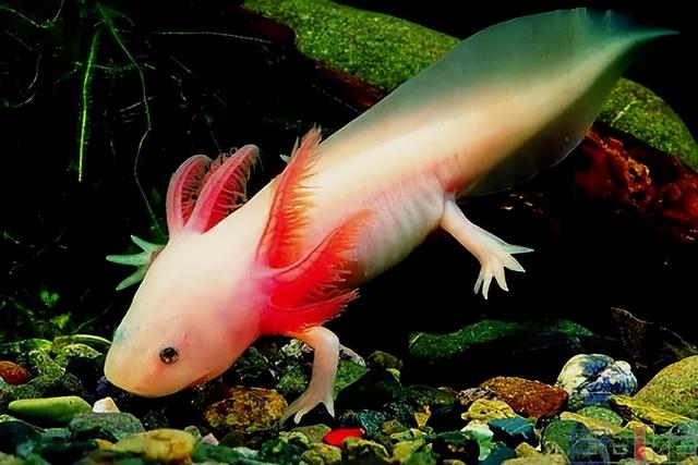 它们几乎就无法再次重生了,但生活在墨西哥的一种蝾螈,身上无论是那个