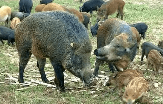 美国野猪泛滥成灾,人猪大战一触即发,解决起来有那么难吗?