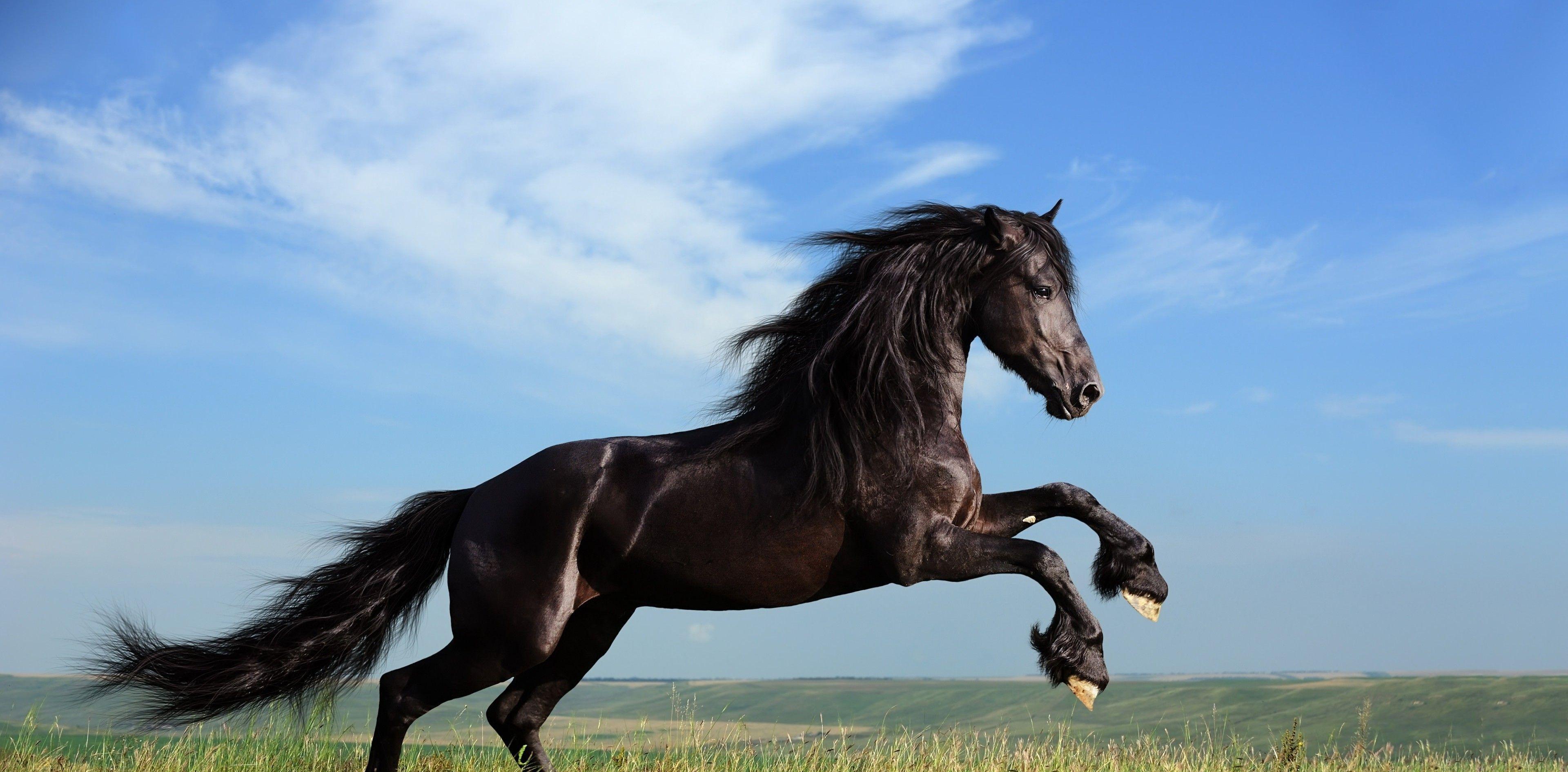 故事:老人救下一匹病马,三年后马舍命狂奔240公里救下老人孙女_西饶
