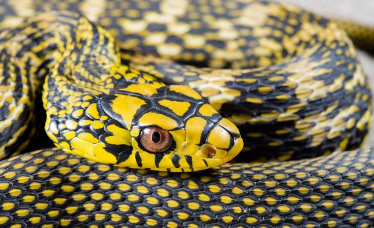 在不同地区有不同的叫法,比如"臭王蛇","臭黄蟒","臭黄颔","大王蛇"