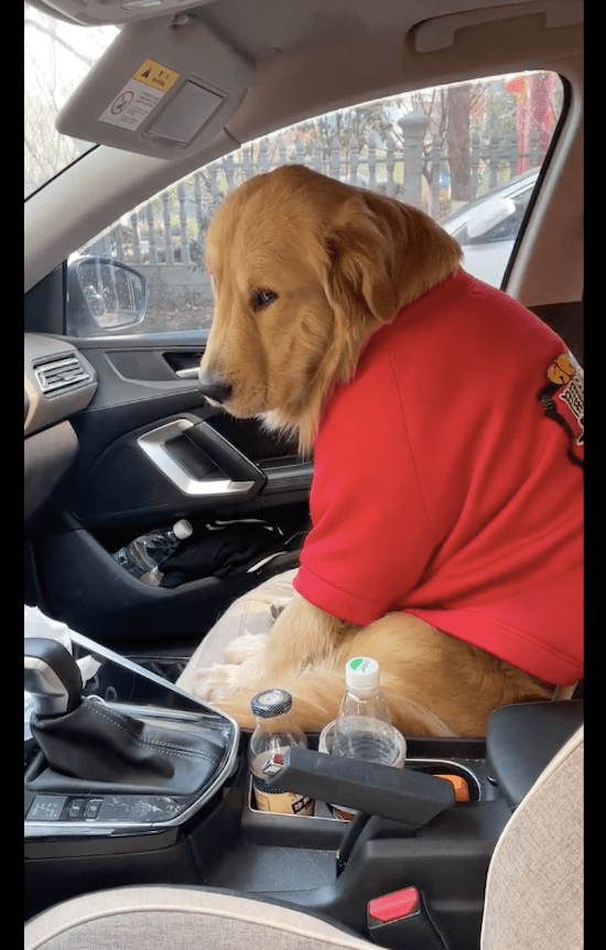 带金毛去做绝育后,它瘫坐在副驾驶位上不出来,幽怨的眼神看笑了_狗狗