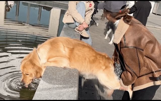 带狗出门散步它渴了,女主人只好扶着它的狗腿,趴在观景池里喝水_狗狗