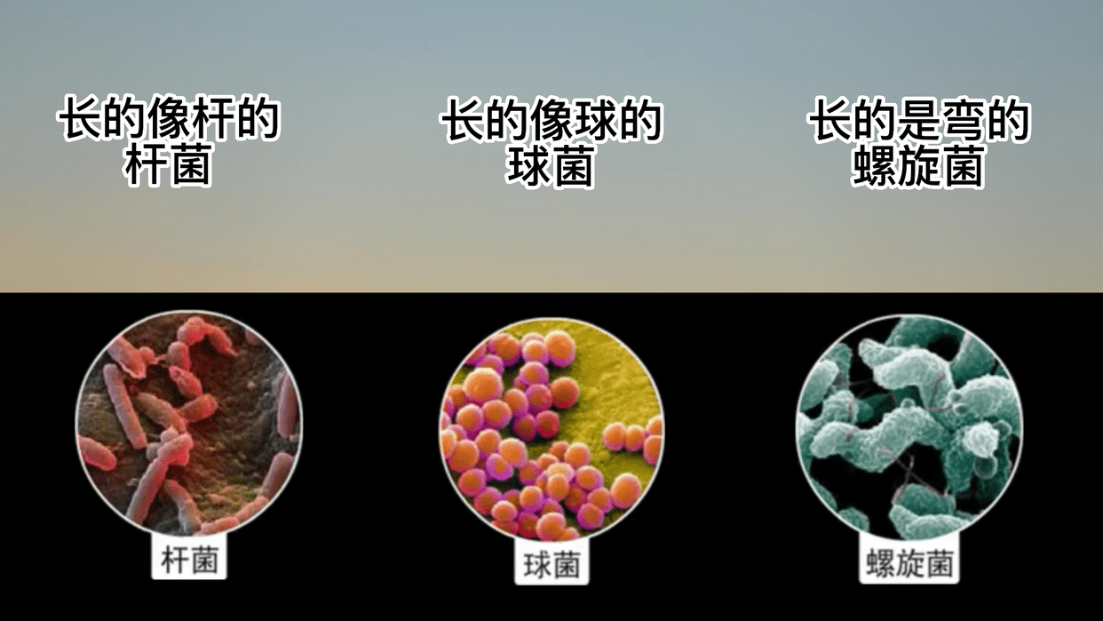 人体内细菌居然比细胞数量还要多!_繁殖_身体_勤洗手