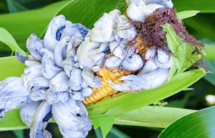 玉米上长满"毒瘤"身价却暴涨 种植农民:一根难求!