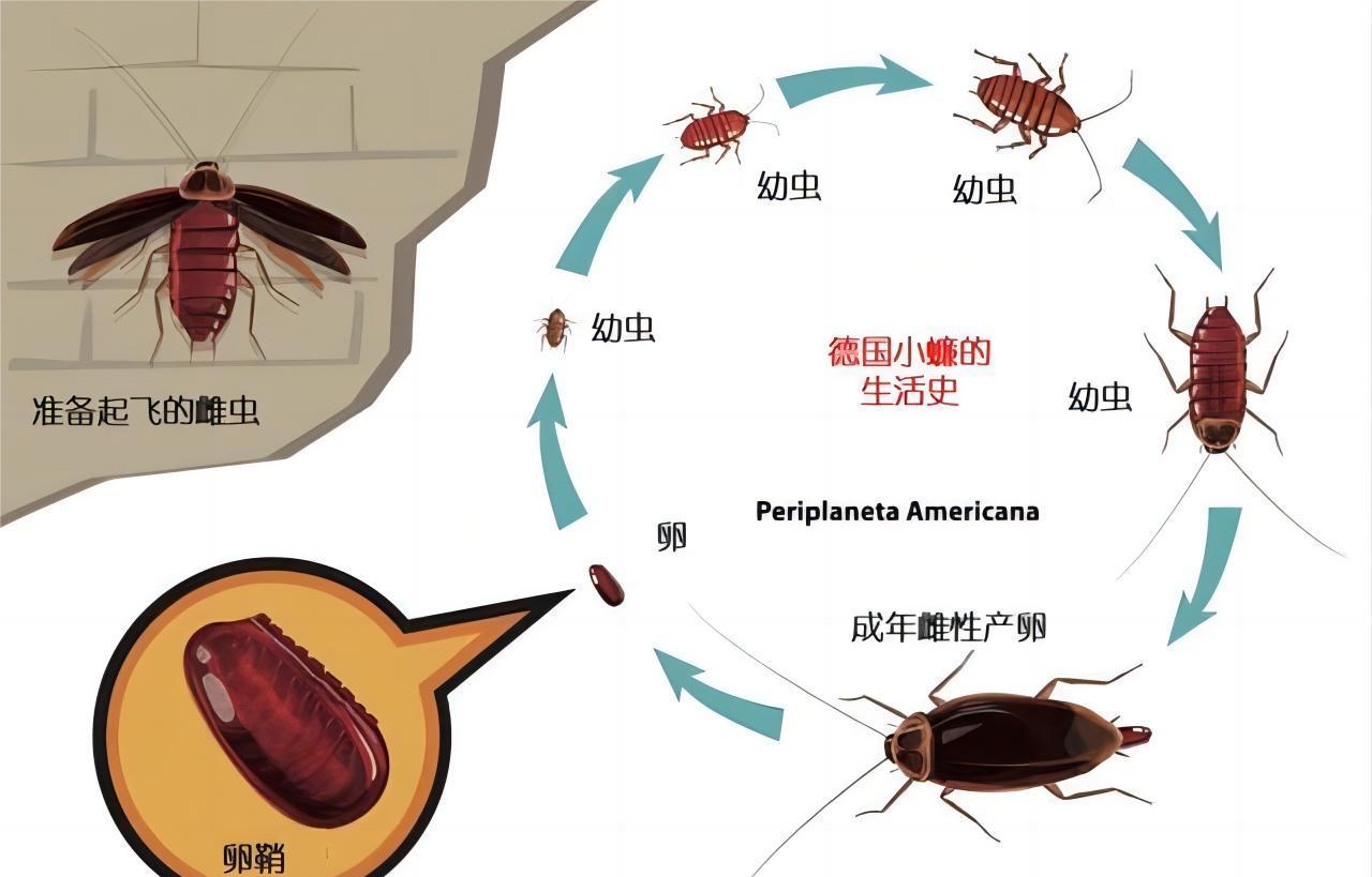 所有品种的蟑螂都是渐变态式昆虫,它们需要经历卵,幼虫,成虫三个阶段
