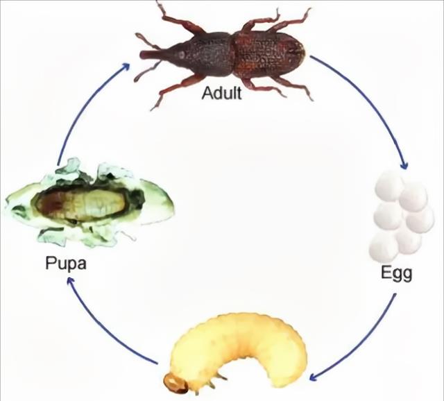 米象_幼虫_家伙