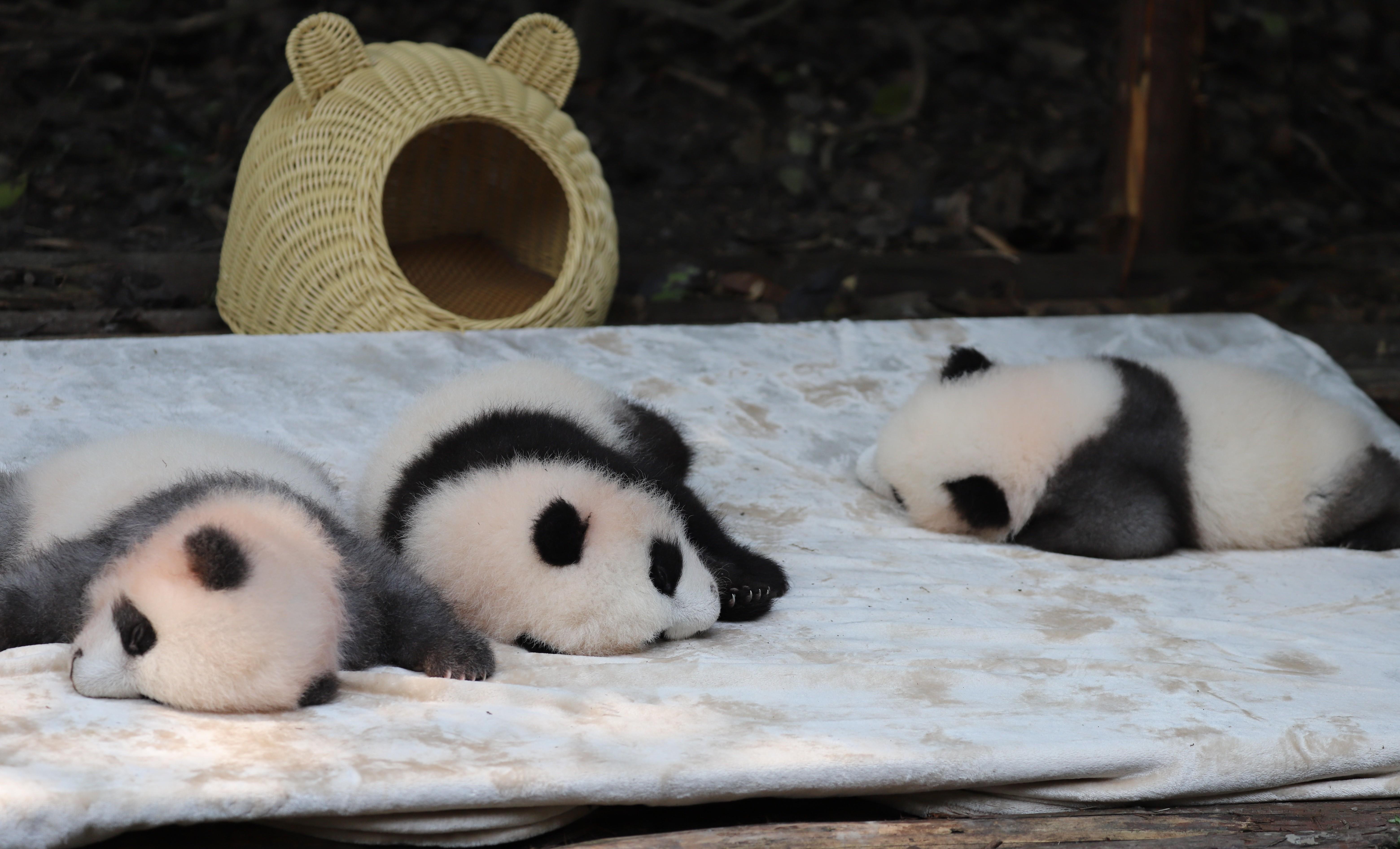 知识贴:全国两大熊猫研究机构,你应该如何选择去哪里看熊猫?