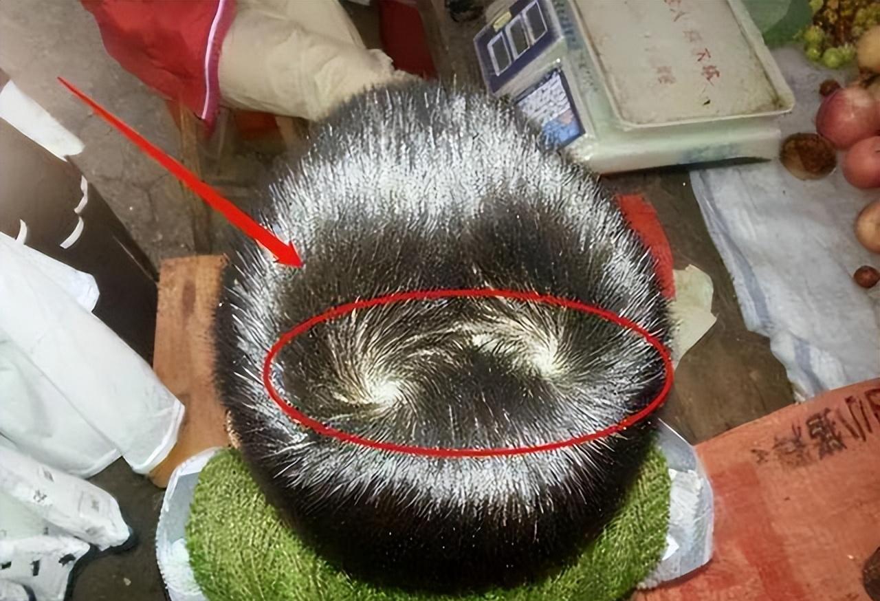 真和智商性格有关吗?今天告诉你答案_头发_教育_父母