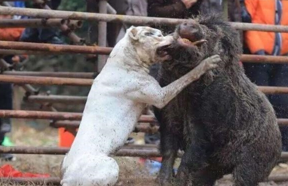 世界上,4种野兽级别的猛犬,其中它被称为,战场上的雄狮敢死队_杜高犬
