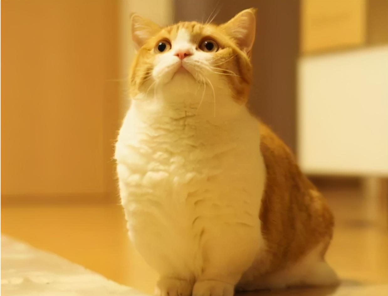 日本女生家养的"短腿猫",凭借可爱的表情包,走红了朋友圈_模样_猫咪