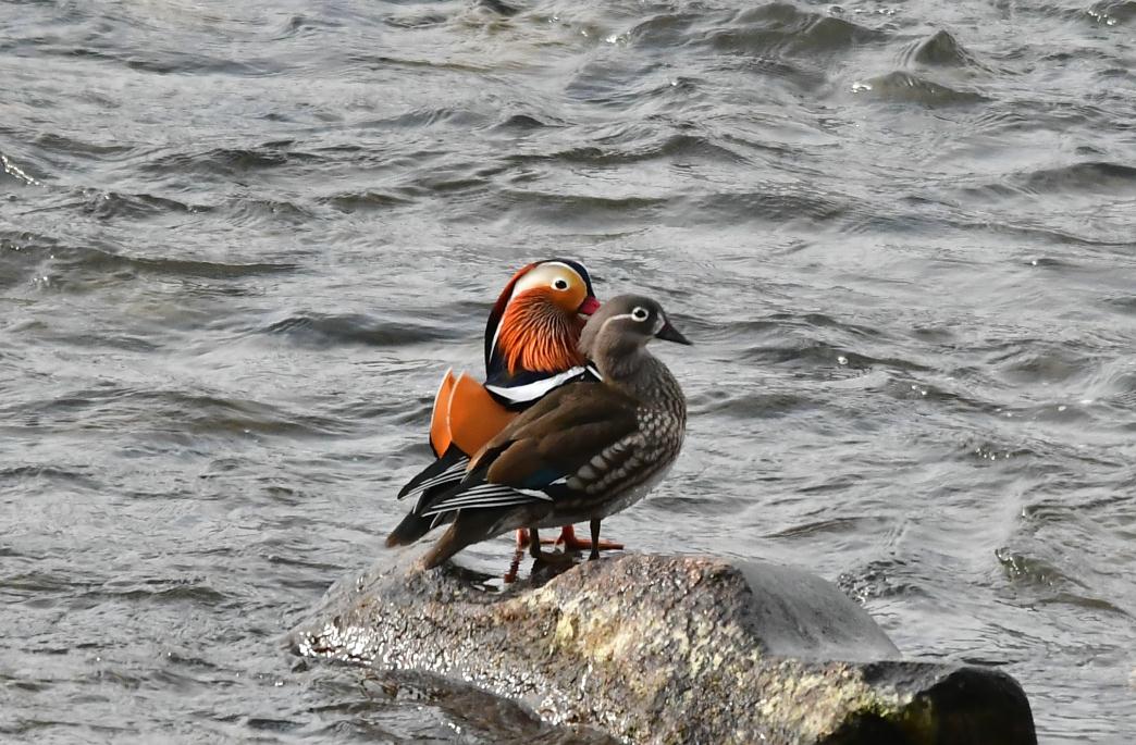 野生大鸳鸯现身吉林长白"爱情鸟"成双结对,超可爱_繁殖_游客_孟河