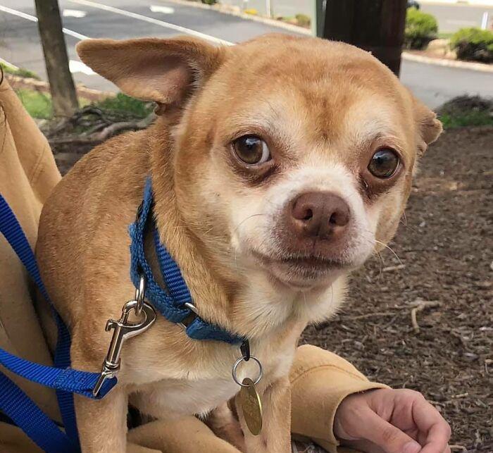 一直长得奇丑无比的"吉娃娃",却让上百人抢着领养_宠物_普兰瑟_斯蒂