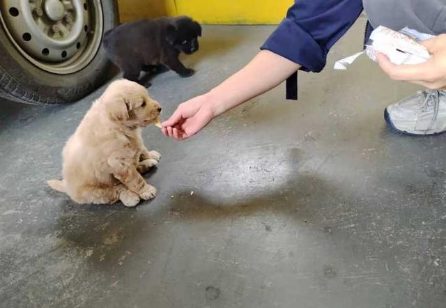 这个服务区流浪,两个月后它和宝宝都有了新家……_小徐_小狗_张师傅