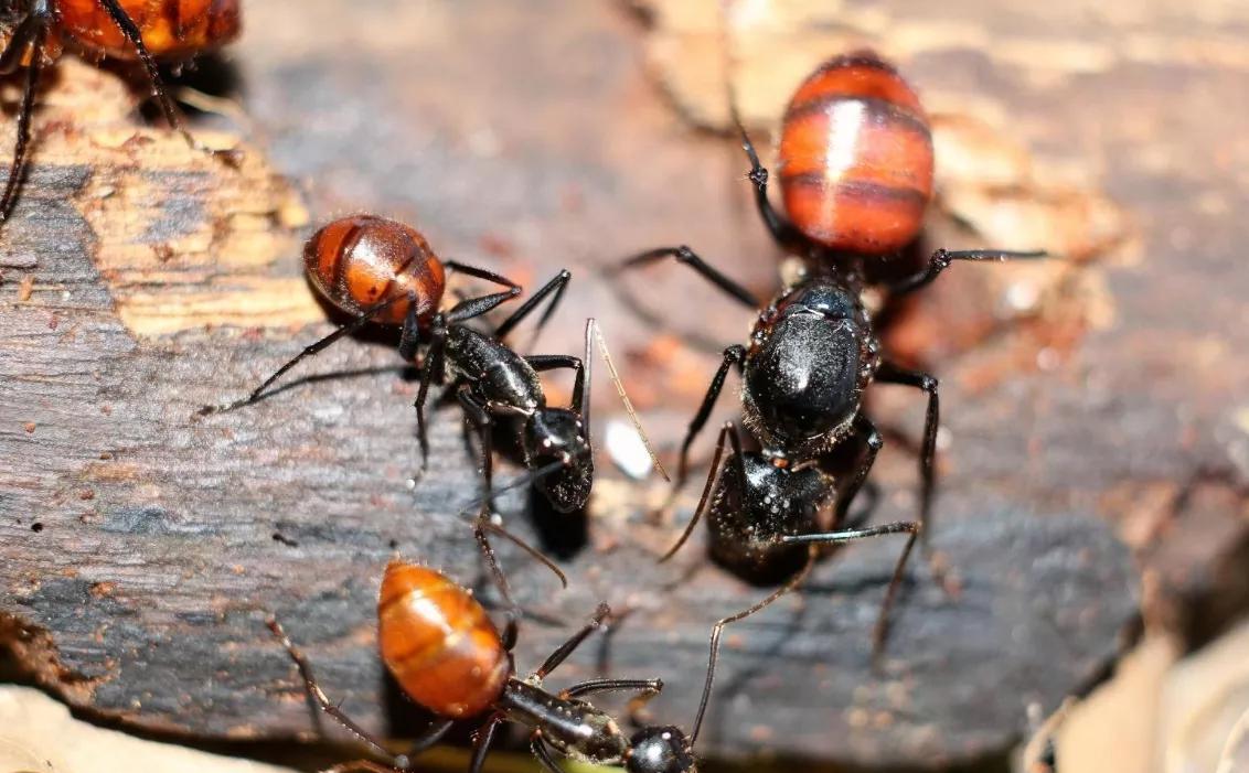 50只大个头蚂蚁被截获!红火蚁遇劲敌,体型遭碾压,它有多可怕?