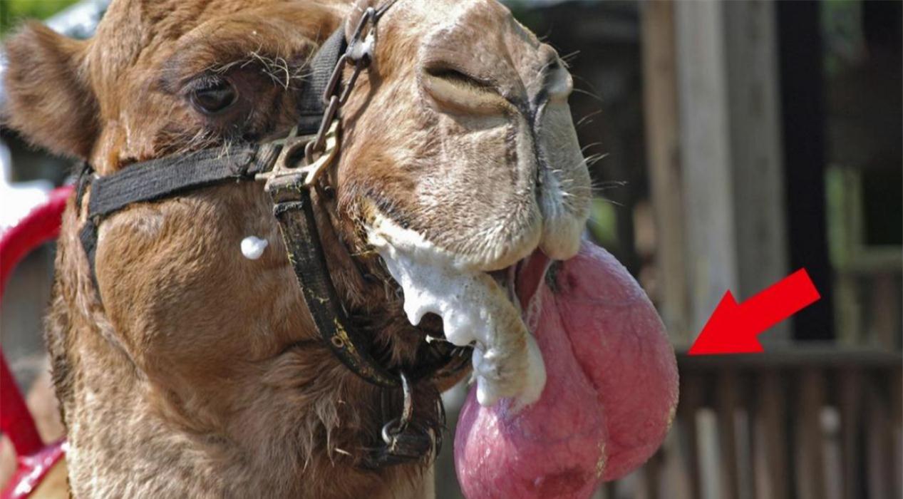 骆驼的口腔截图图片