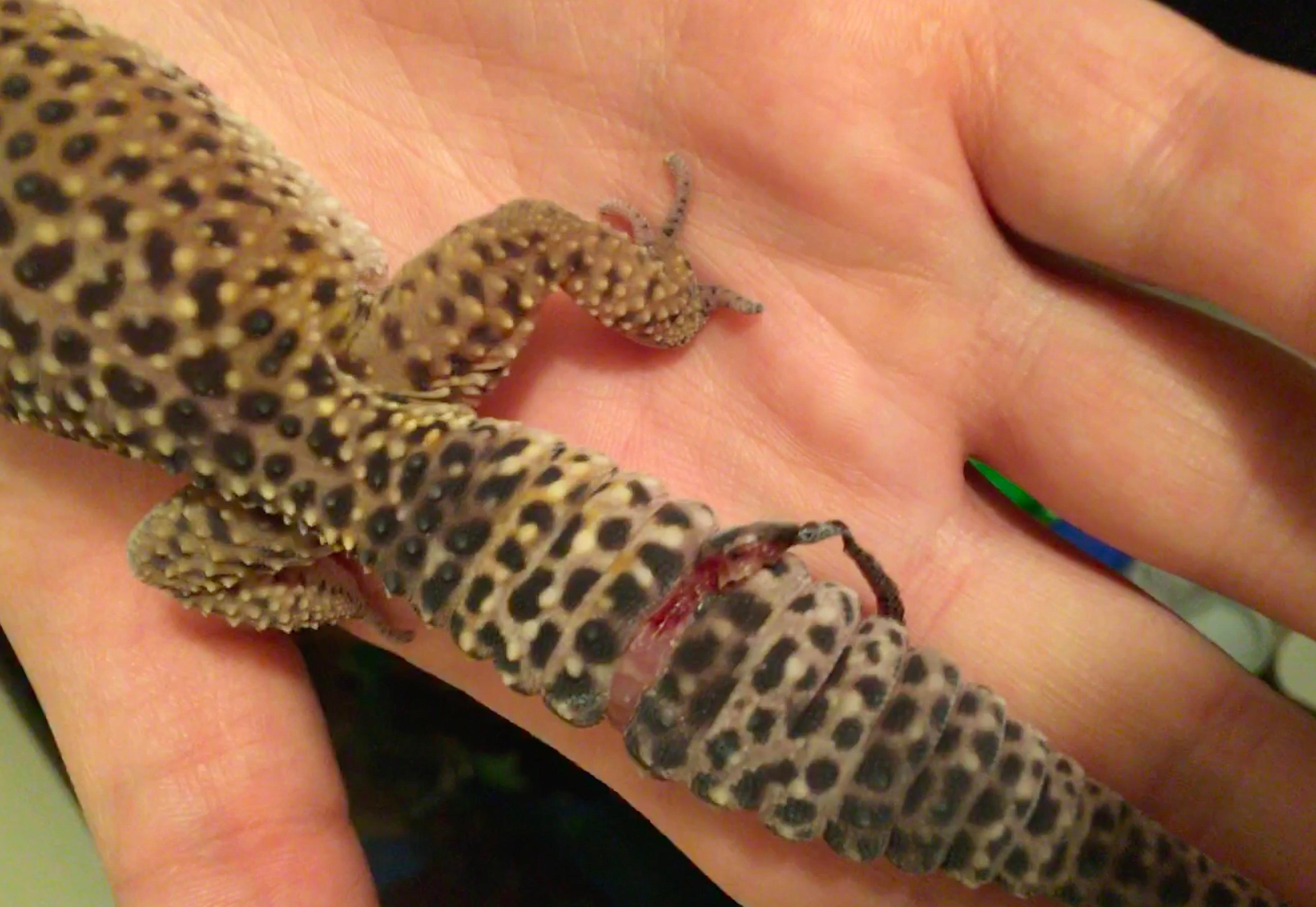 鳄狠狠咬住蜥蜴尾巴,原以为美餐到手,结果蜥蜴却弃尾逃了_尼罗_壁虎